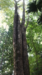 Cenostigma pluviosum