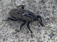 Sphenophorus cariosus