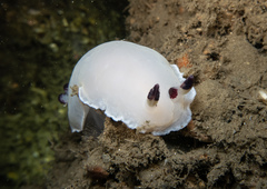 Dendrodoris azineae