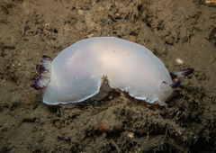 Dendrodoris azineae