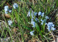 Puschkinia scilloides