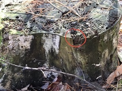 Trichophaea gregaria