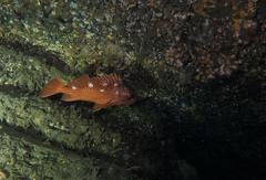 Sebastes constellatus