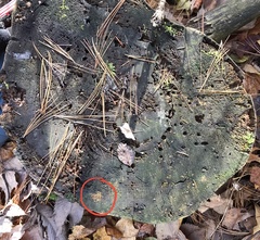 Arachnopeziza trabinelloides