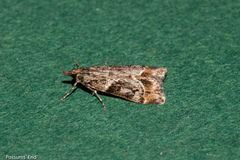Eudonia legnota