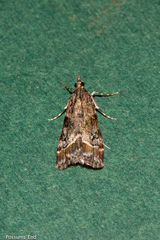 Eudonia legnota