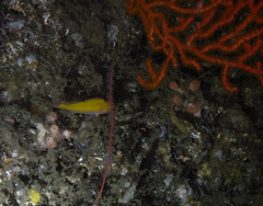 Sebastes constellatus