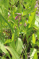 Anticlea elegans elegans