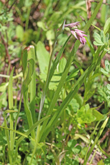 Anticlea elegans elegans