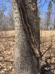 Ostrya virginiana