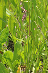 Anticlea elegans elegans