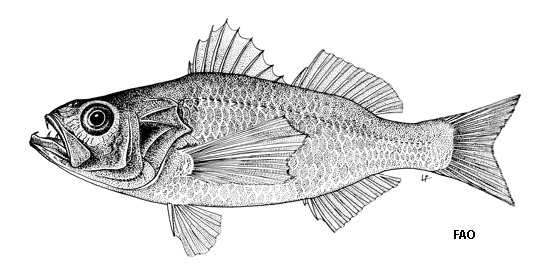 Thinlip Splitfin