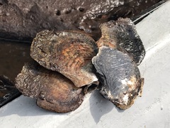 Isognomon ephippium