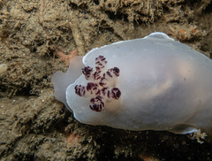 Dendrodoris azineae