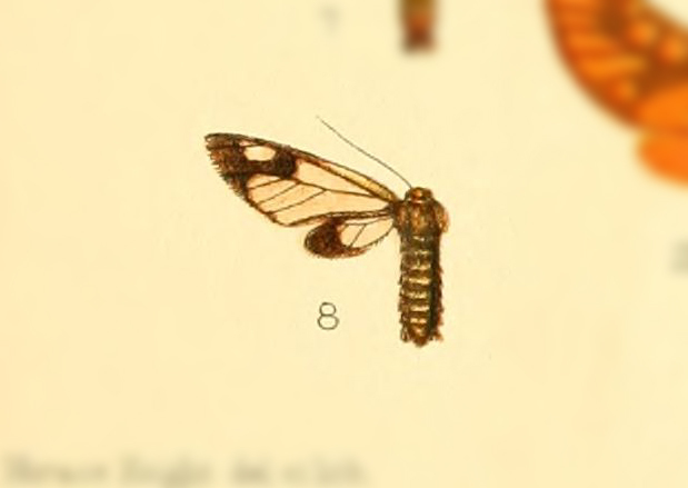 Eressa nigra
