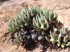 Cheiridopsis imitans