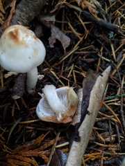 Inocybe pudica