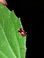 Chelonarium ornatum