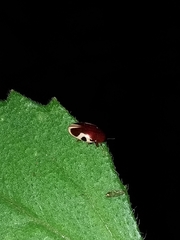 Chelonarium ornatum