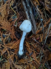 Inocybe pudica