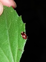 Chelonarium ornatum