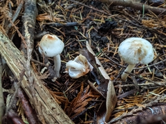 Inocybe pudica