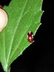 Chelonarium ornatum