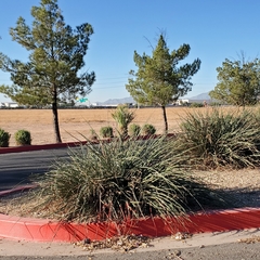 Hesperaloe parviflora