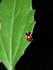Chelonarium ornatum