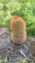 Mammillaria hamata