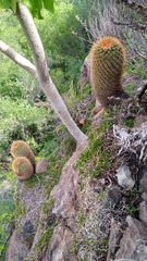 Mammillaria hamata
