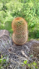 Mammillaria hamata