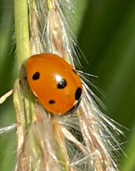 Coccinella septempunctata