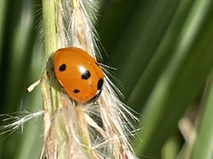 Coccinella septempunctata