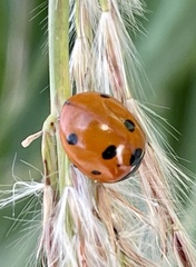 Coccinella septempunctata