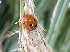 Coccinella septempunctata