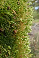 Leptostomum macrocarpum