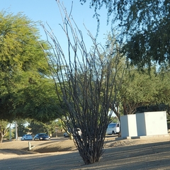 Fouquieria splendens