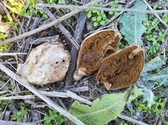 Chlorophyllum agaricoides