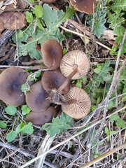 Lyophyllum anthracophilum