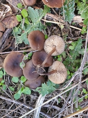 Lyophyllum anthracophilum