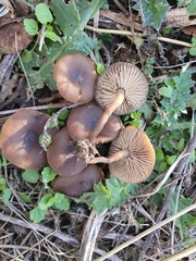 Lyophyllum anthracophilum