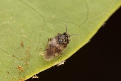 Isometopus mirificus