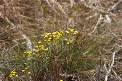 Chrysocoma coma-aurea