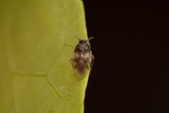 Isometopus mirificus