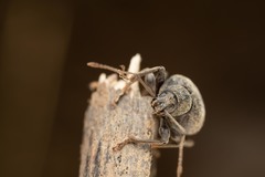 Otiorhynchus aurifer