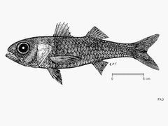 Blackmouth Splitfin photo 3