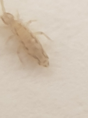 Entomobrya intermedia