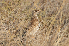 Chersophilus duponti