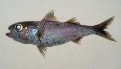 Blackmouth Splitfin photo 4